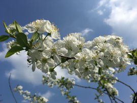 Heilmittelerbinger_Foto